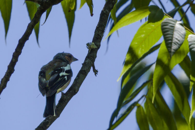 Pinson des arbres mâle
